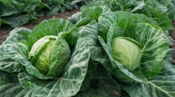 تفسير مبهر.. رؤية الكرنب الأخضر في المنام تكشف سرًا غير متوقع!